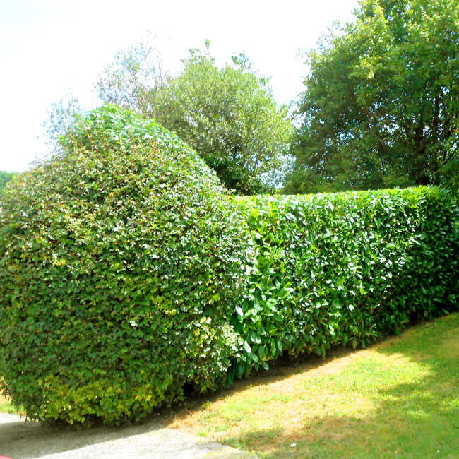 Haie taillée Haie taillée